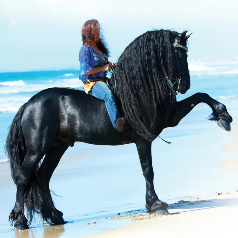 Breyer Traditional Sjoerd Friesian-1